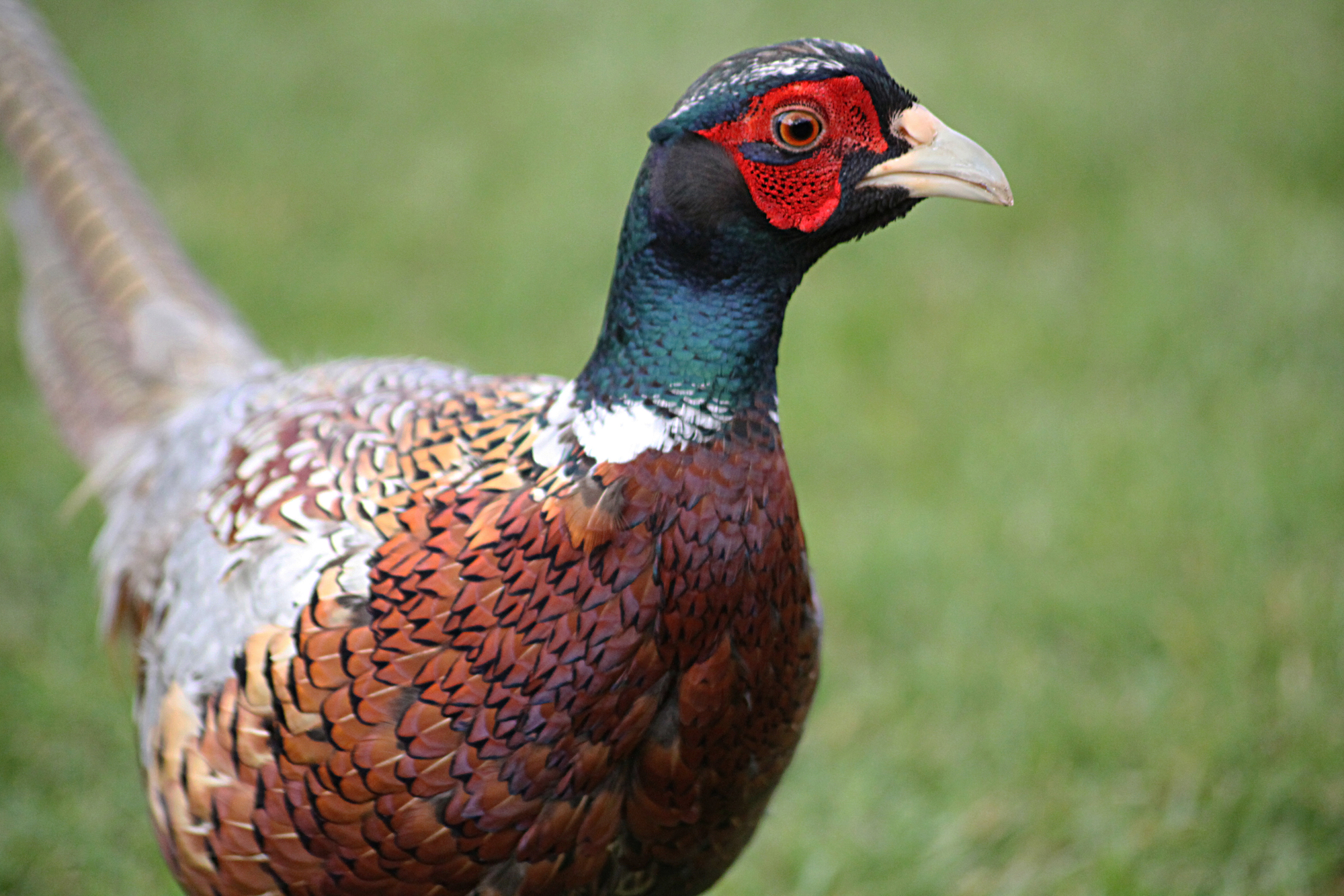 pheasant