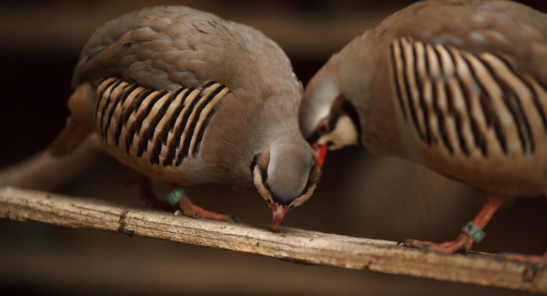 chukar