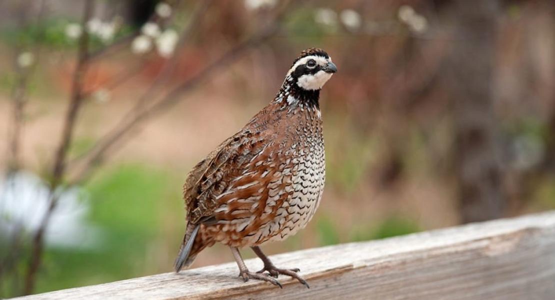 bobwhite