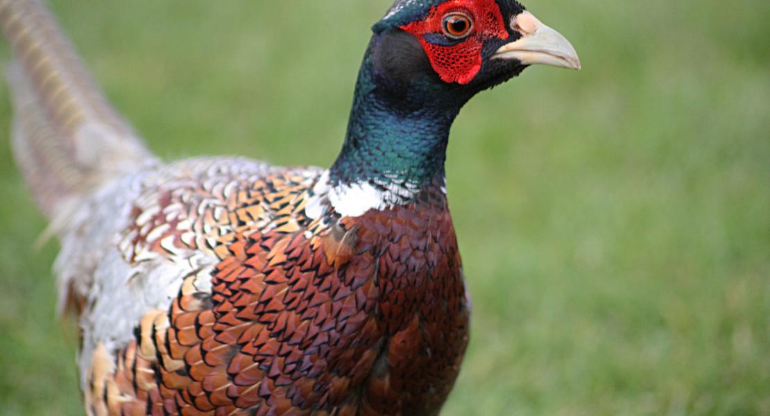 pheasant