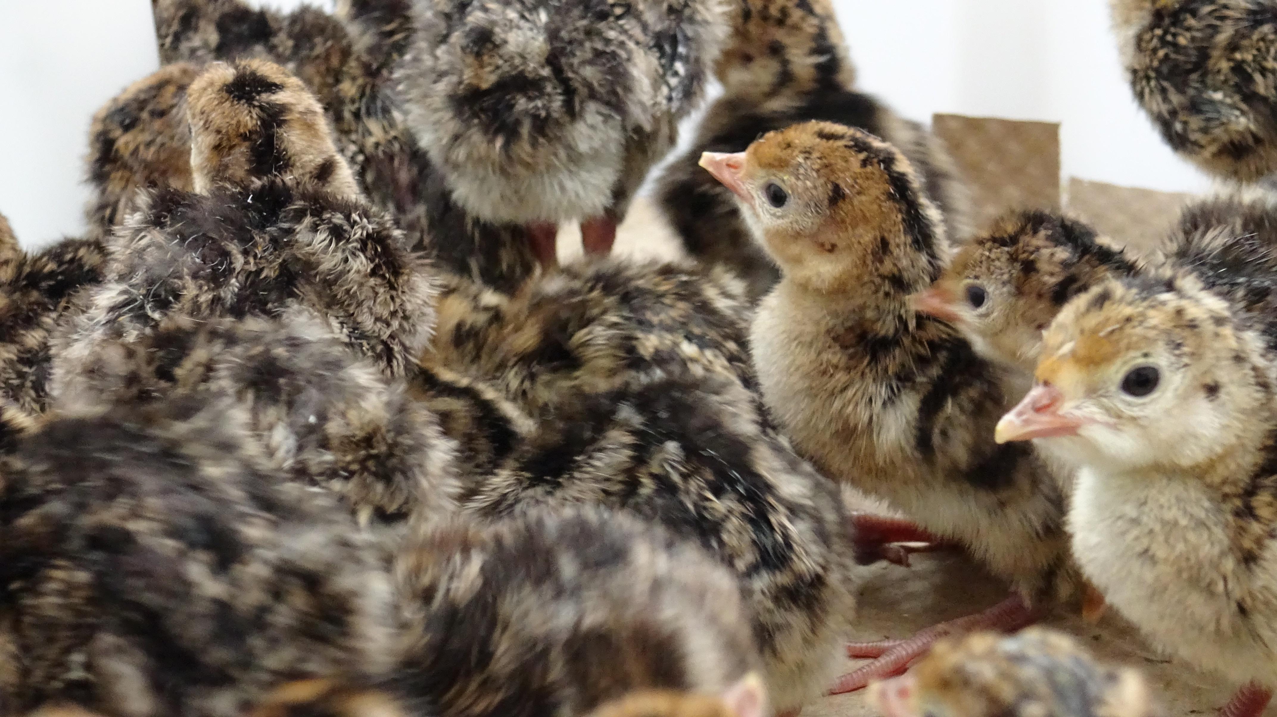 chicks